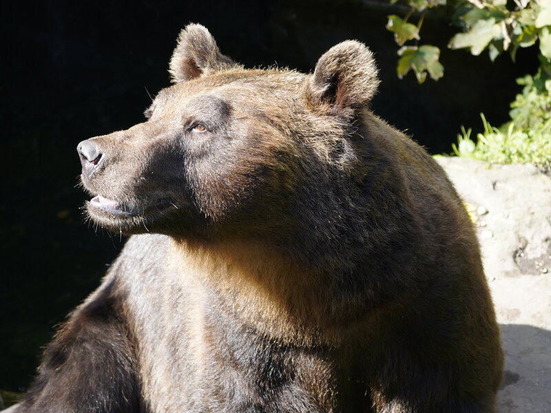 ALPENZOO INNSBRUCK - EUROPE'S HIGHEST ZOO